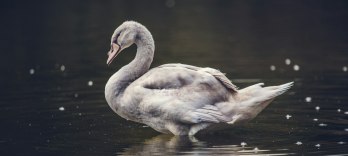 Lohengrin