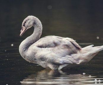 Lohengrin