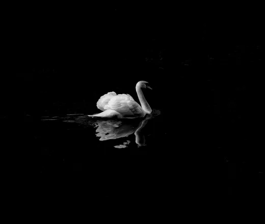 Black Swan Ballet